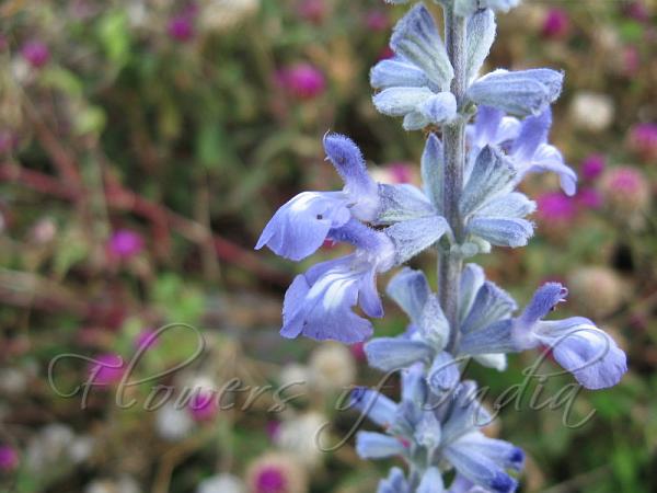 Mealy Blue Sage